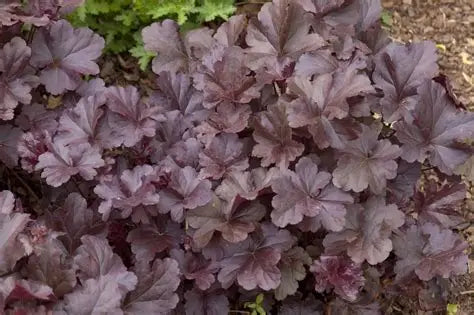 Heuchera-Obsidian