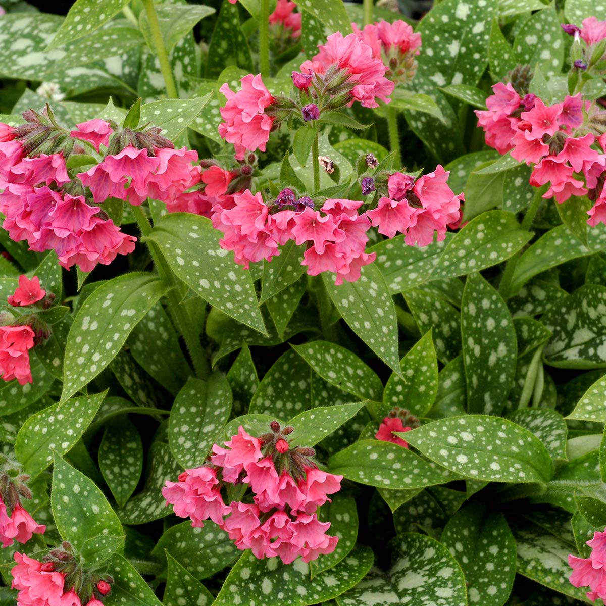 Pulmoneria-Shrimps on Barbie