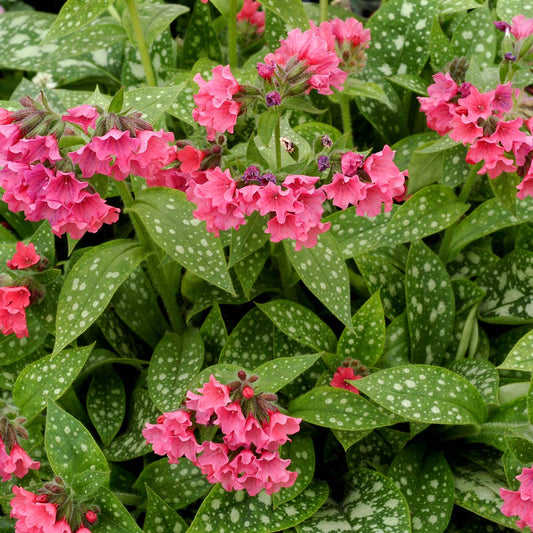 Pulmoneria-Shrimps on Barbie