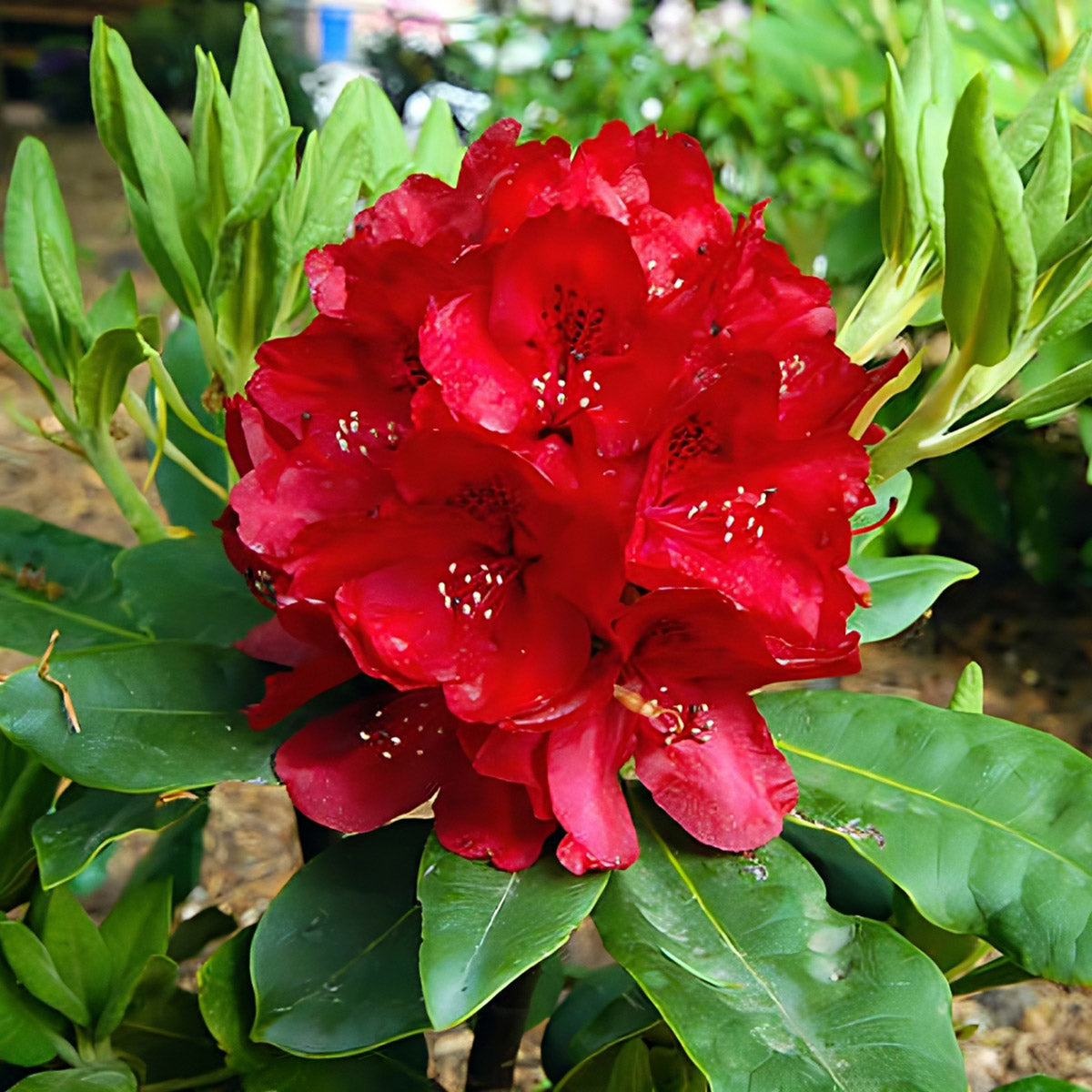 Rhododendron Nova Zembla