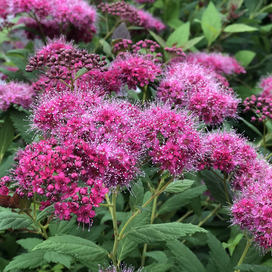 Spirea Double Play Pink