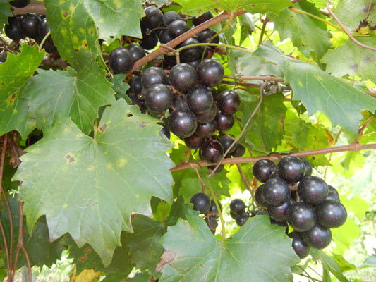 Southland Muscadine
