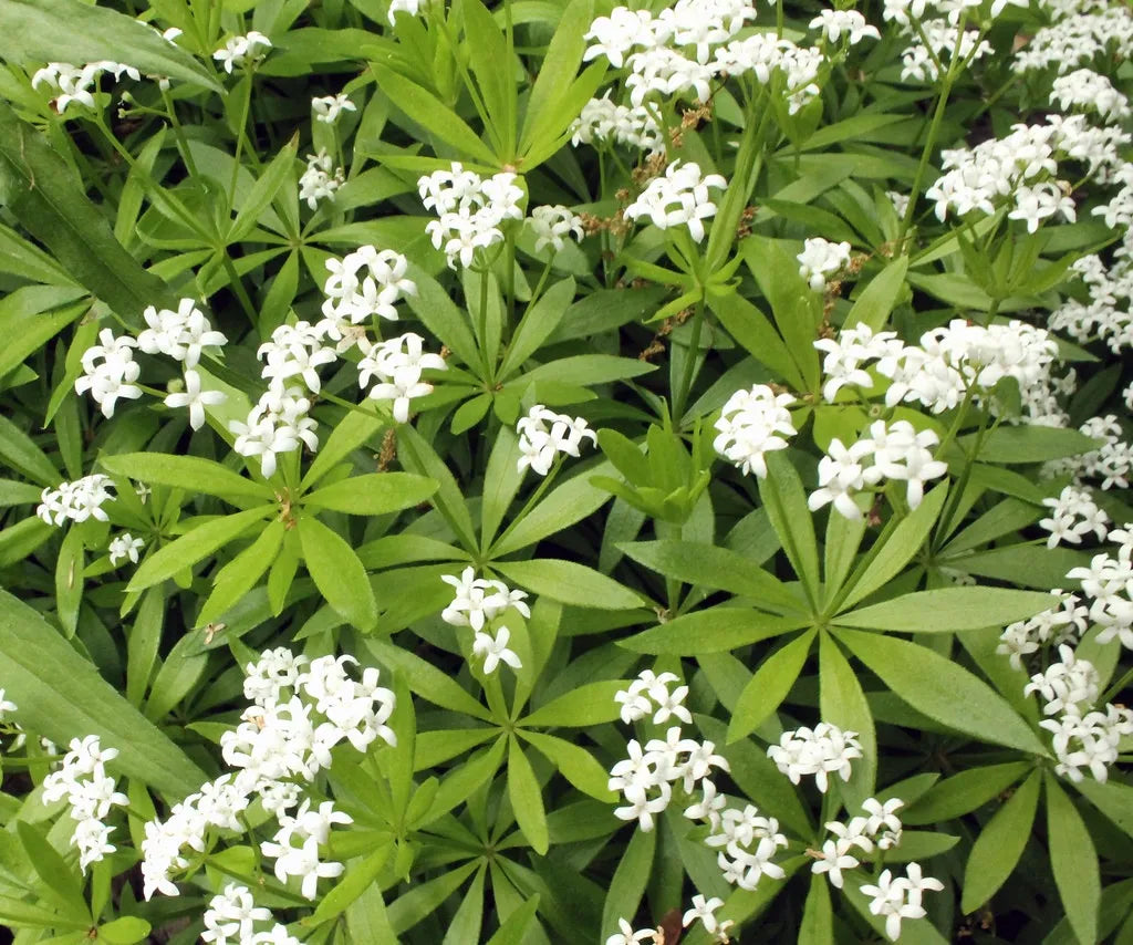 Sweet Woodruff