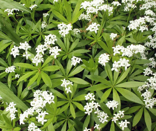 Sweet Woodruff