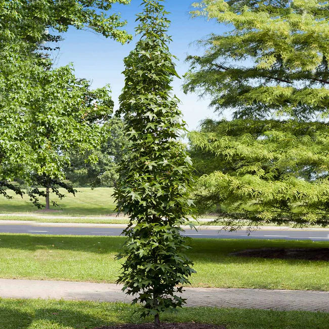 Sweetgum Slender
