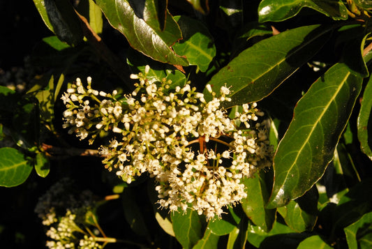 Viburnum Awabuki Chindo