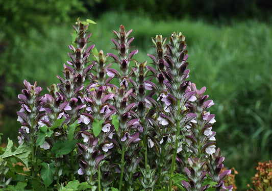 Acanthus Bears Breeches