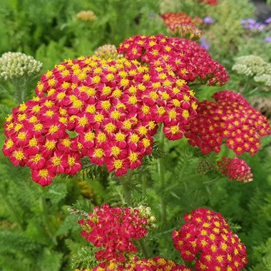 Achillea Desert Eve Red