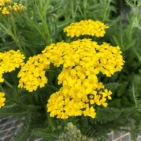 Achillea Desert Eve Yellow
