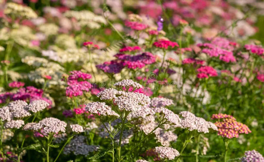 Achillea Pink and White