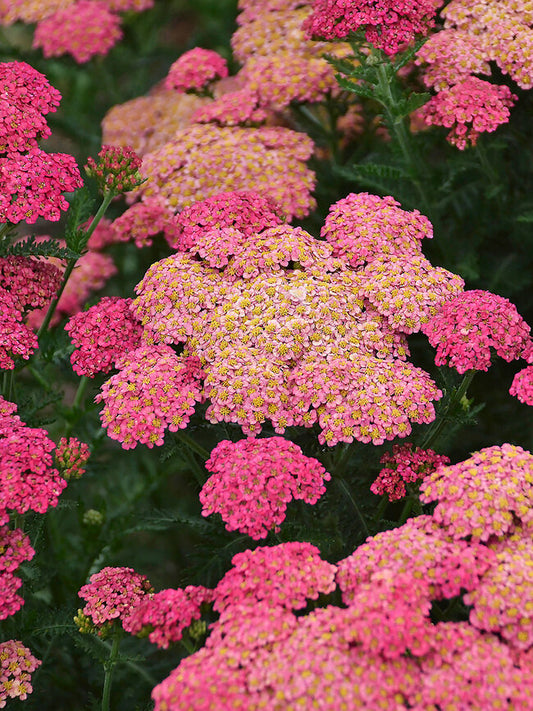 Achillea Sassy Taffy