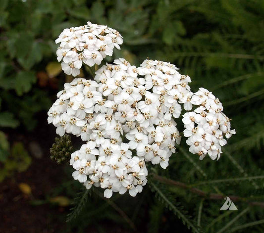 Achillea Yarrow White