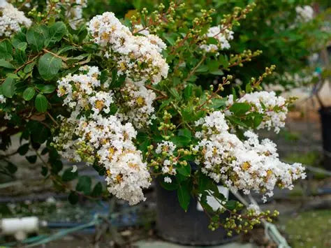 Acoma Crape Myrtle