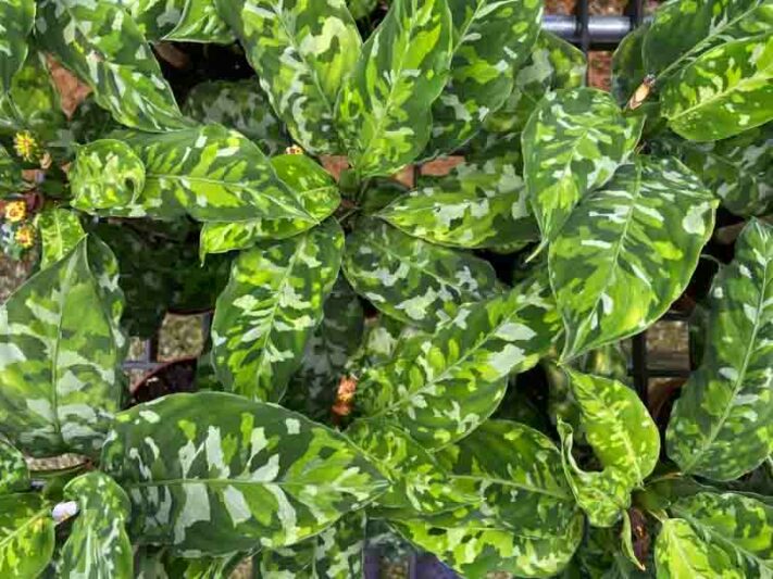 Aglaonema Camouflage