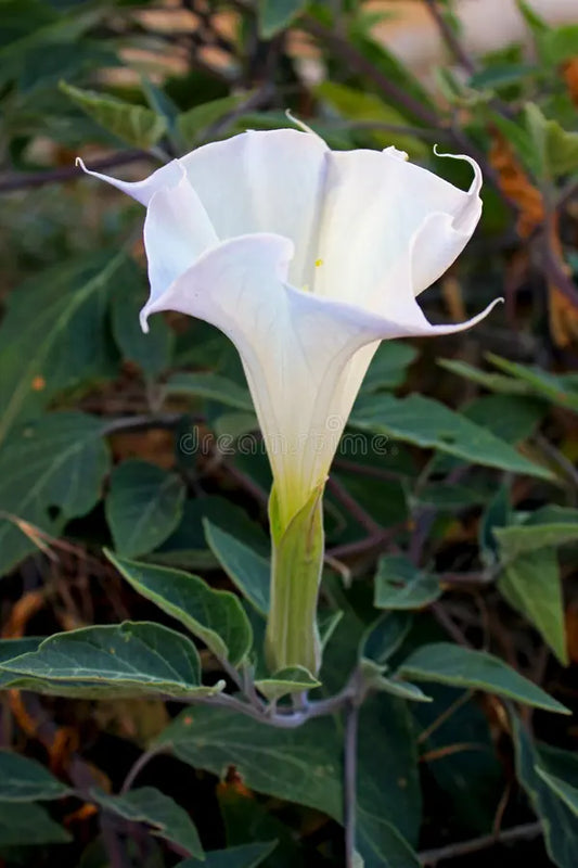 Morning Glory Alba