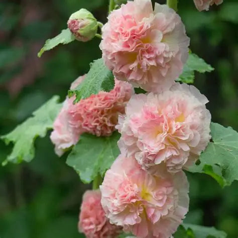Alcea Peaches-n-Dreams