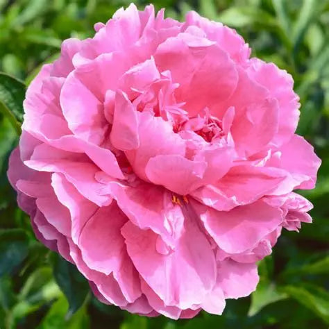 Peony Alexander Fleming