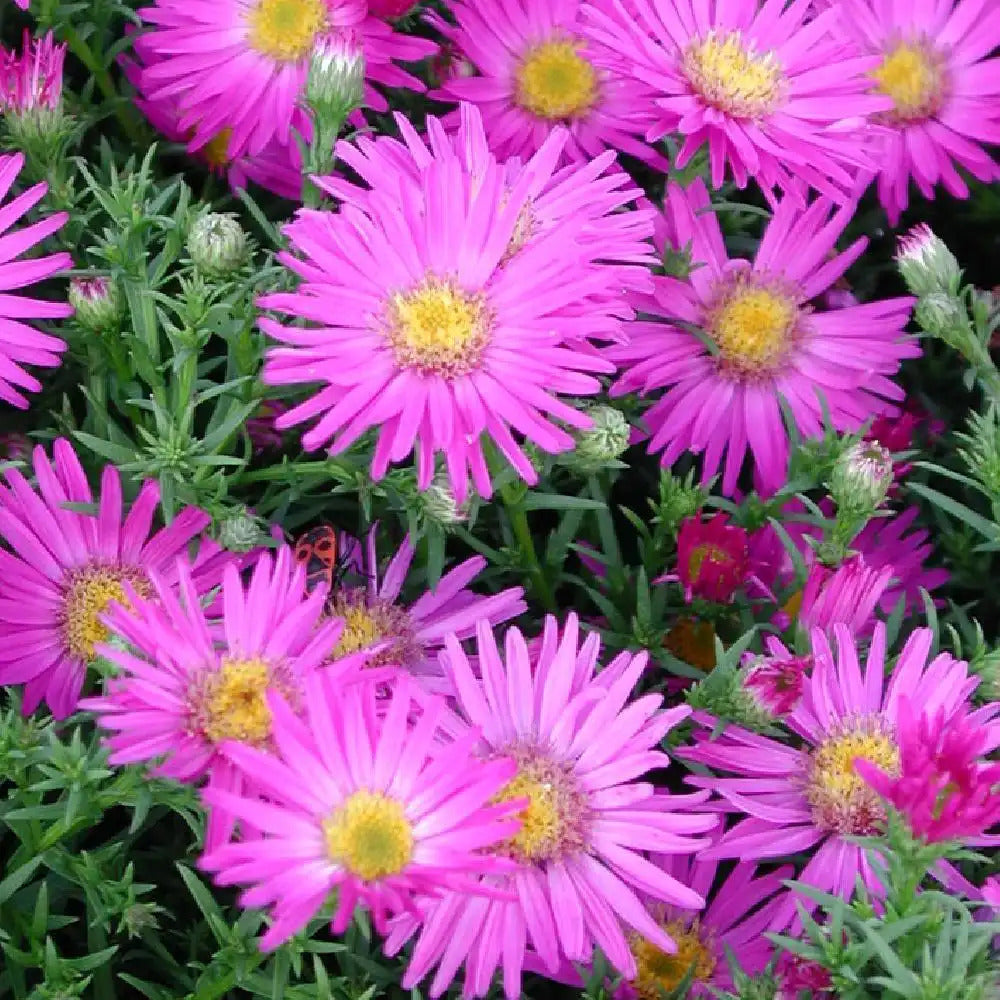 Aster-Alice Haslam