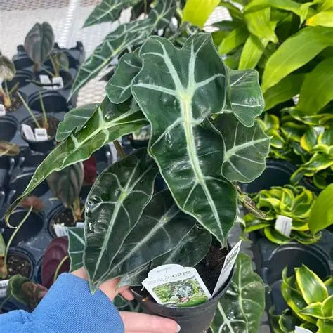 Alocasia Polly Dwarf