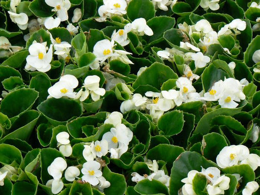 Begonia Ambassador White