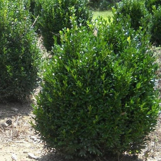 Boxwood American Common