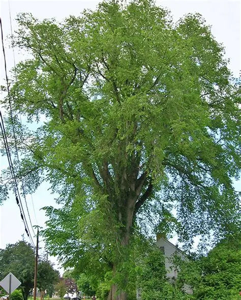 American Elm