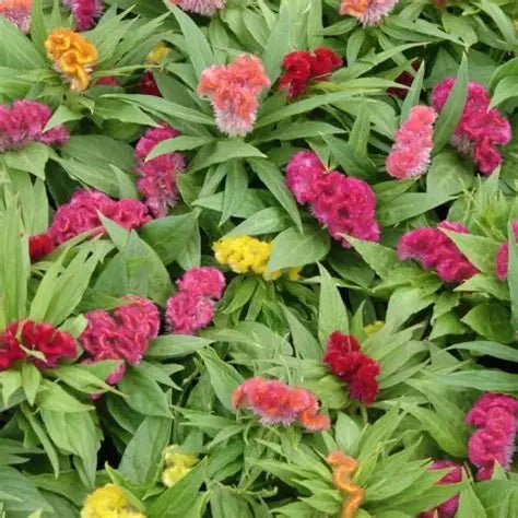 Celosia Amigo Mix