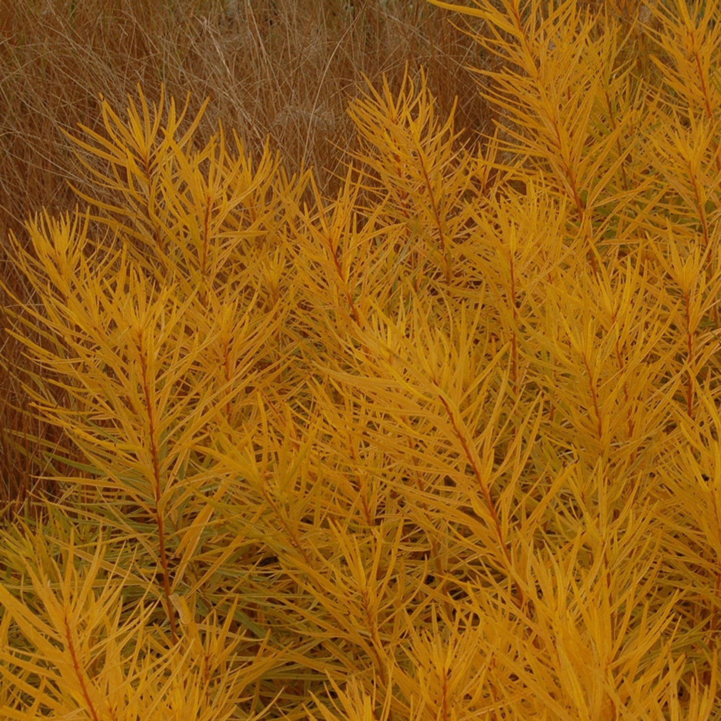 Amsonia Butterscotch