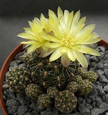 Andreae Rock Cactus