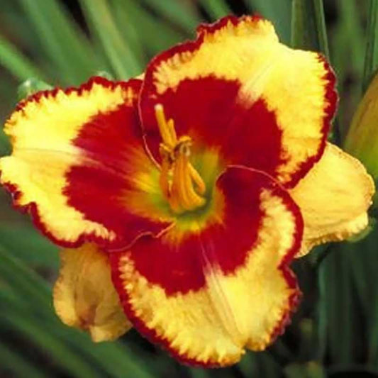 Daylily Andy Candy