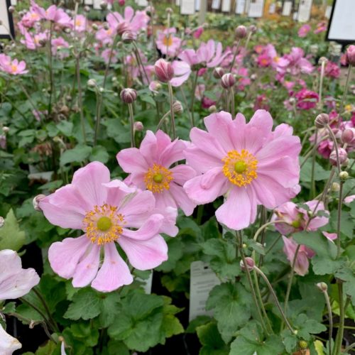 Anemone-Koningin Charlotte