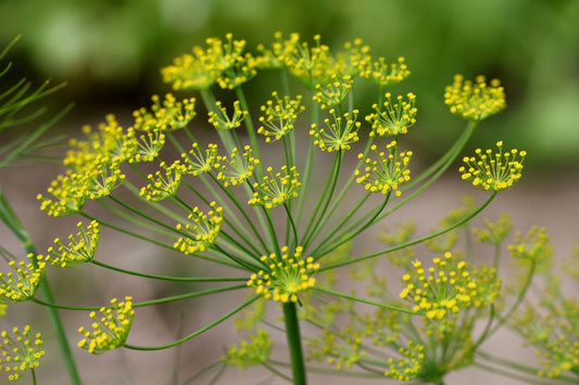 Dill Anethum Graveolens