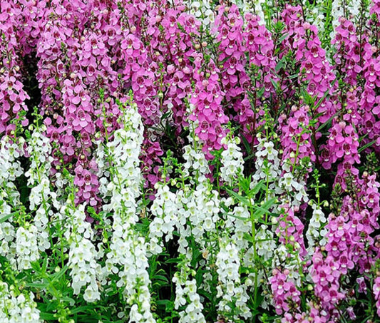 Angelonia Angel Mix