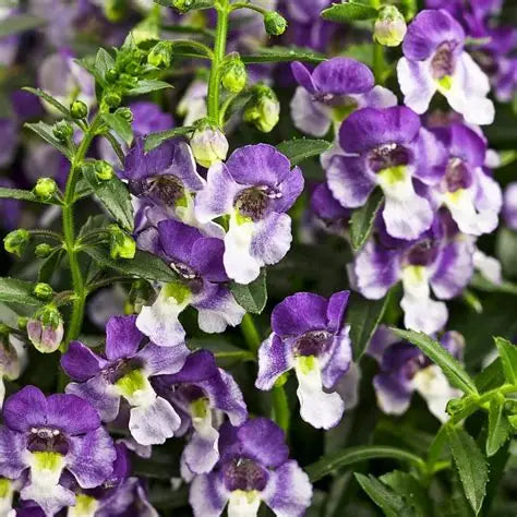 Angelonia Snapdragon