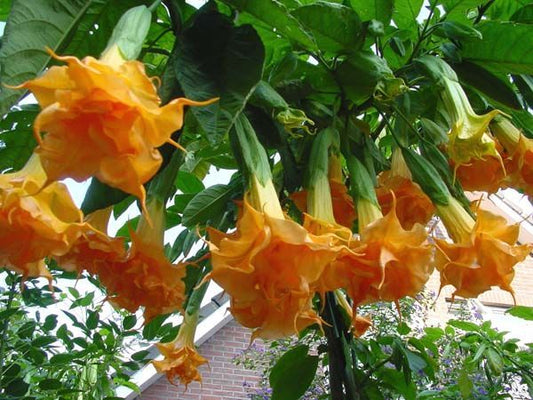 Brugmansia Trumpet Lily
