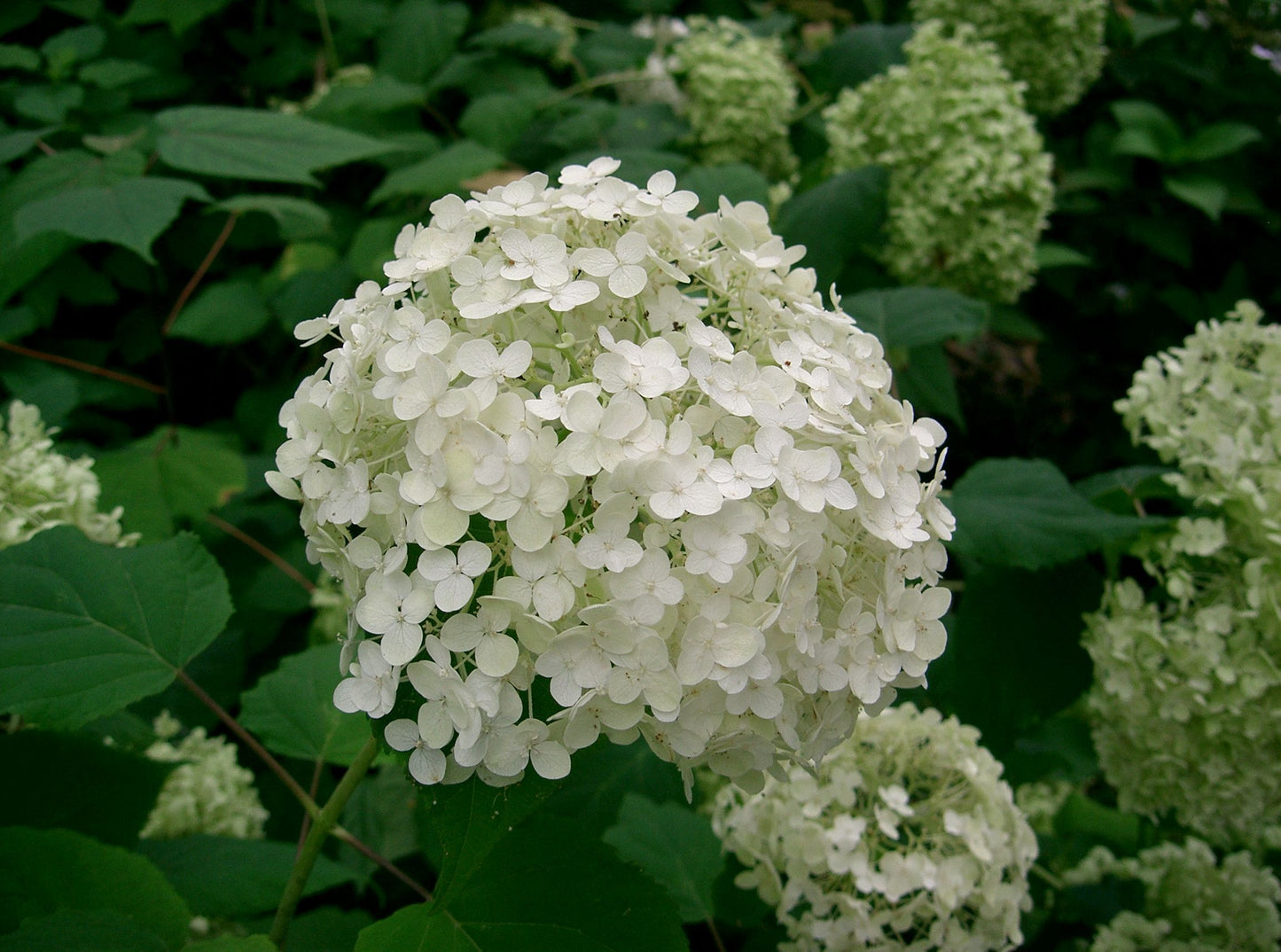 Hydrangea Annabelle