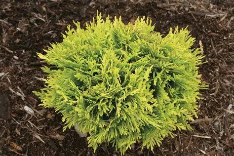 Arborvitae-Anna's Magic Ball