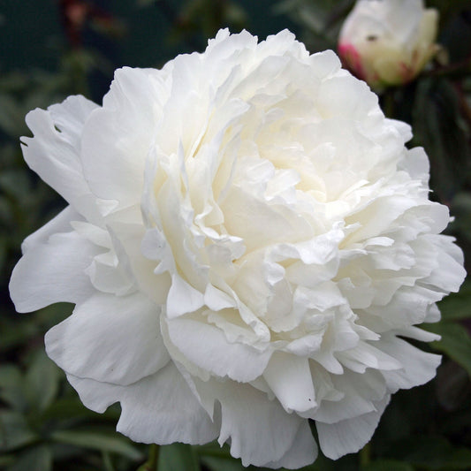 Peony Ann Cousins