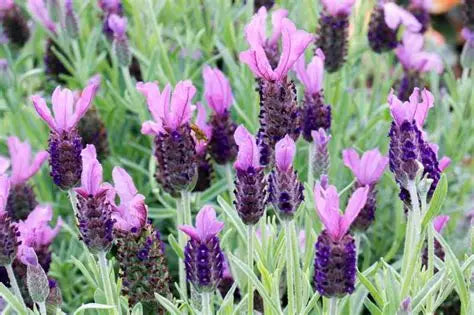 Lavender Anouk Burgundy