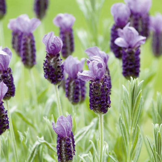 Lavender Anouk Flare
