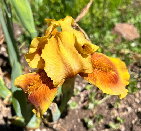 Iris Apache Warrior