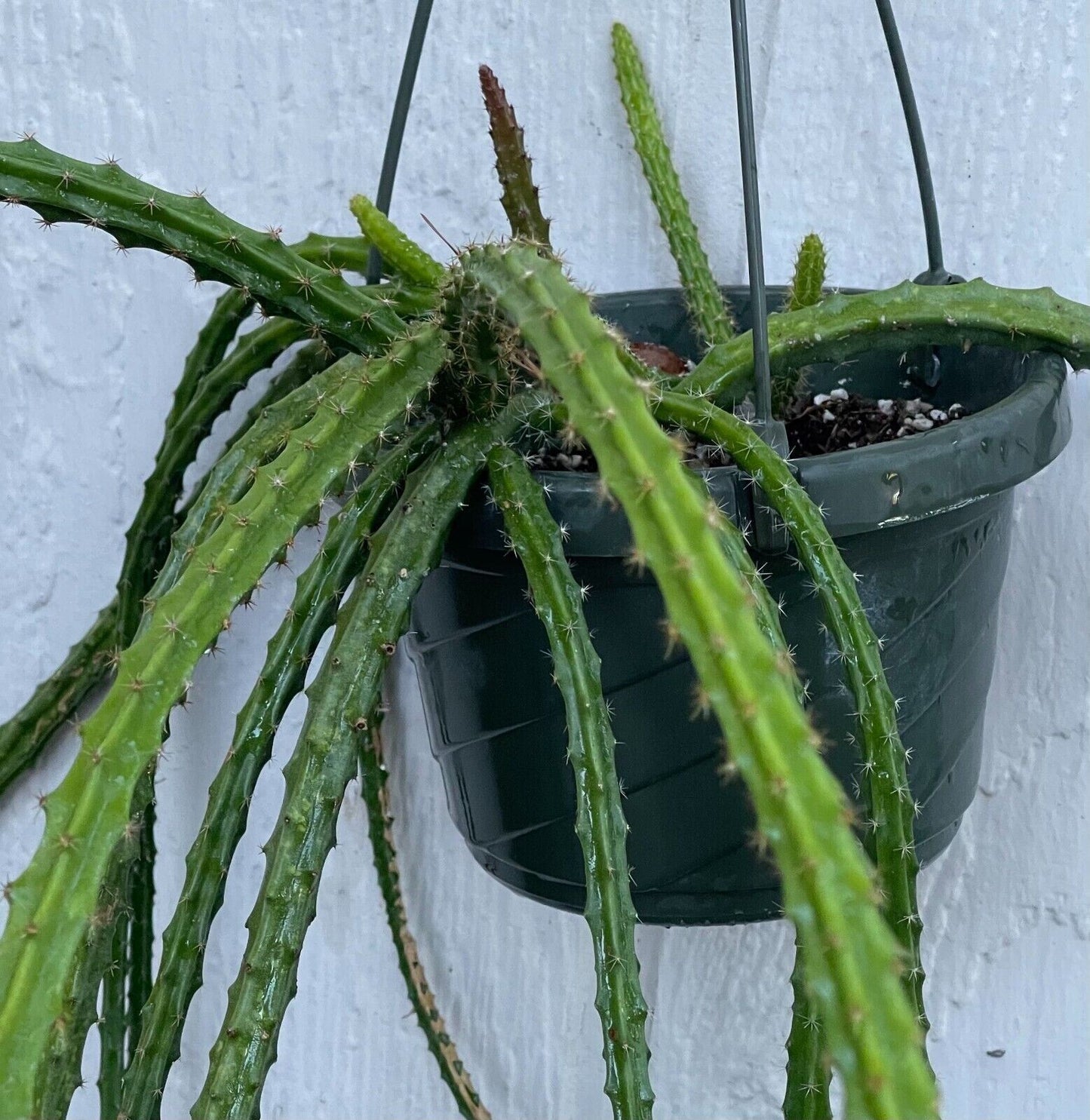 Aporo Tail Cactus