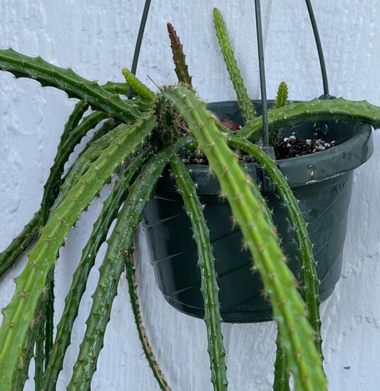 Aporo Tail Cactus
