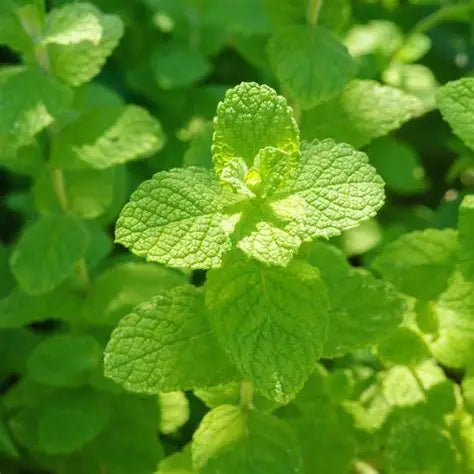 Apple Mint