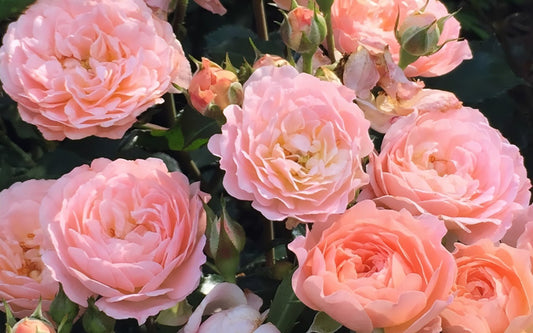 Rose Drift Dwarf Apricot