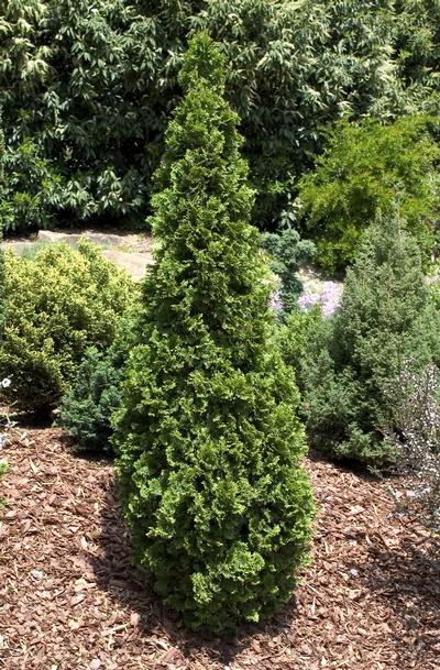 Arborvitae Degroot Spire