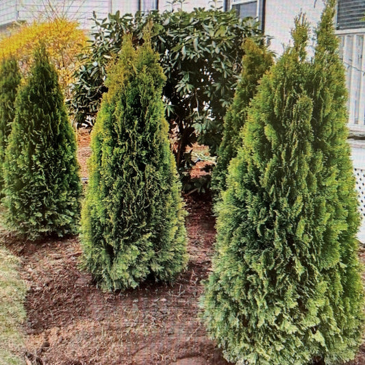 Arborvitae Emerald