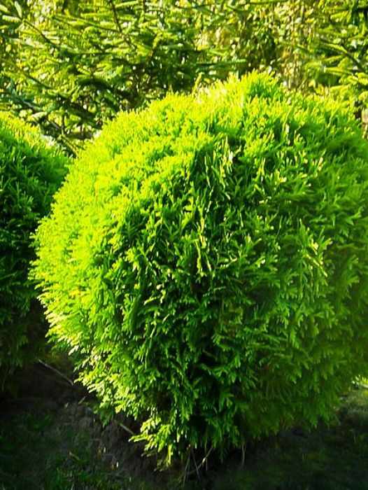 Arborvitae Emerald Globe
