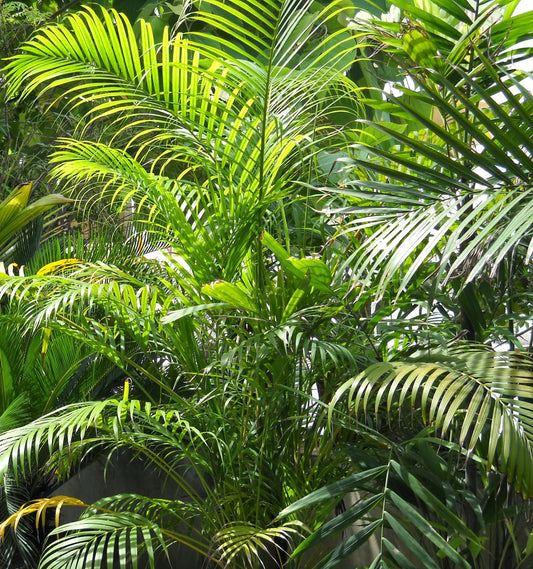 Areca Palm