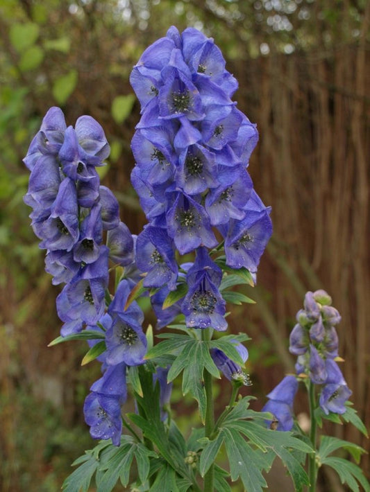 Aconitum Arendsii